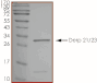 Product Element Image